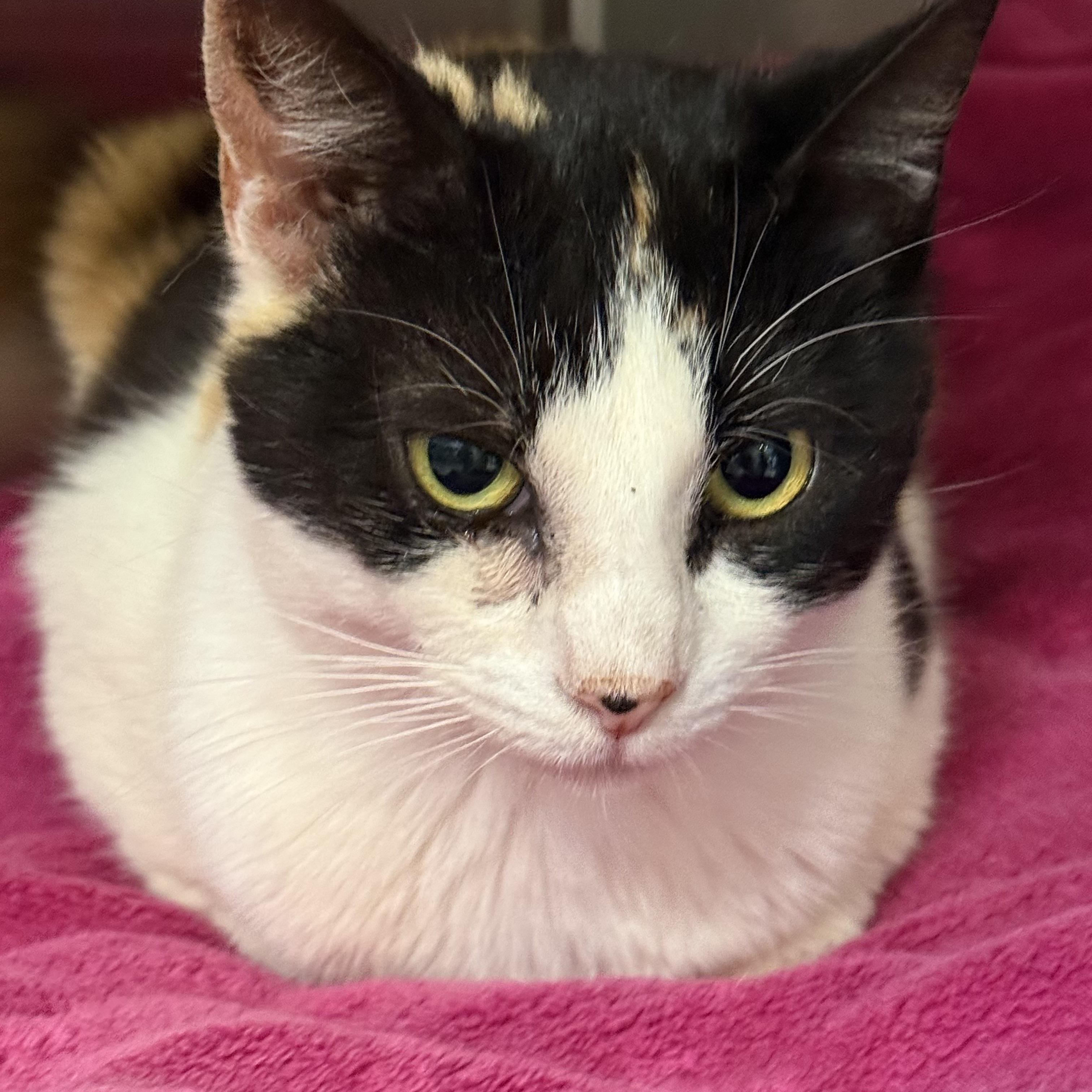 Enlarge Kelly, a ADOPTABLE Calico in Plymouth, MA image 2/4