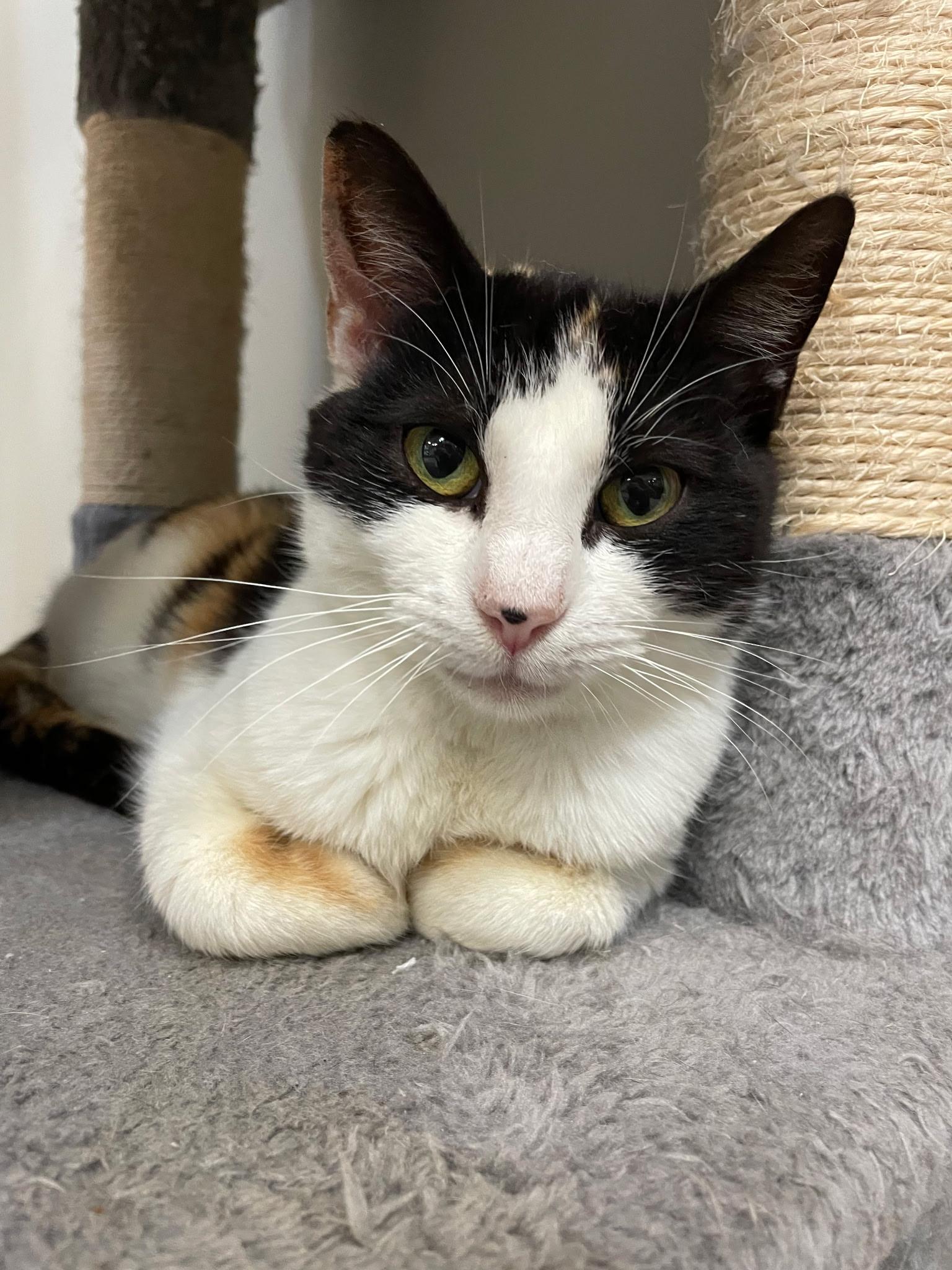 Kelly, a ADOPTABLE Calico in Plymouth, MA image 2/5