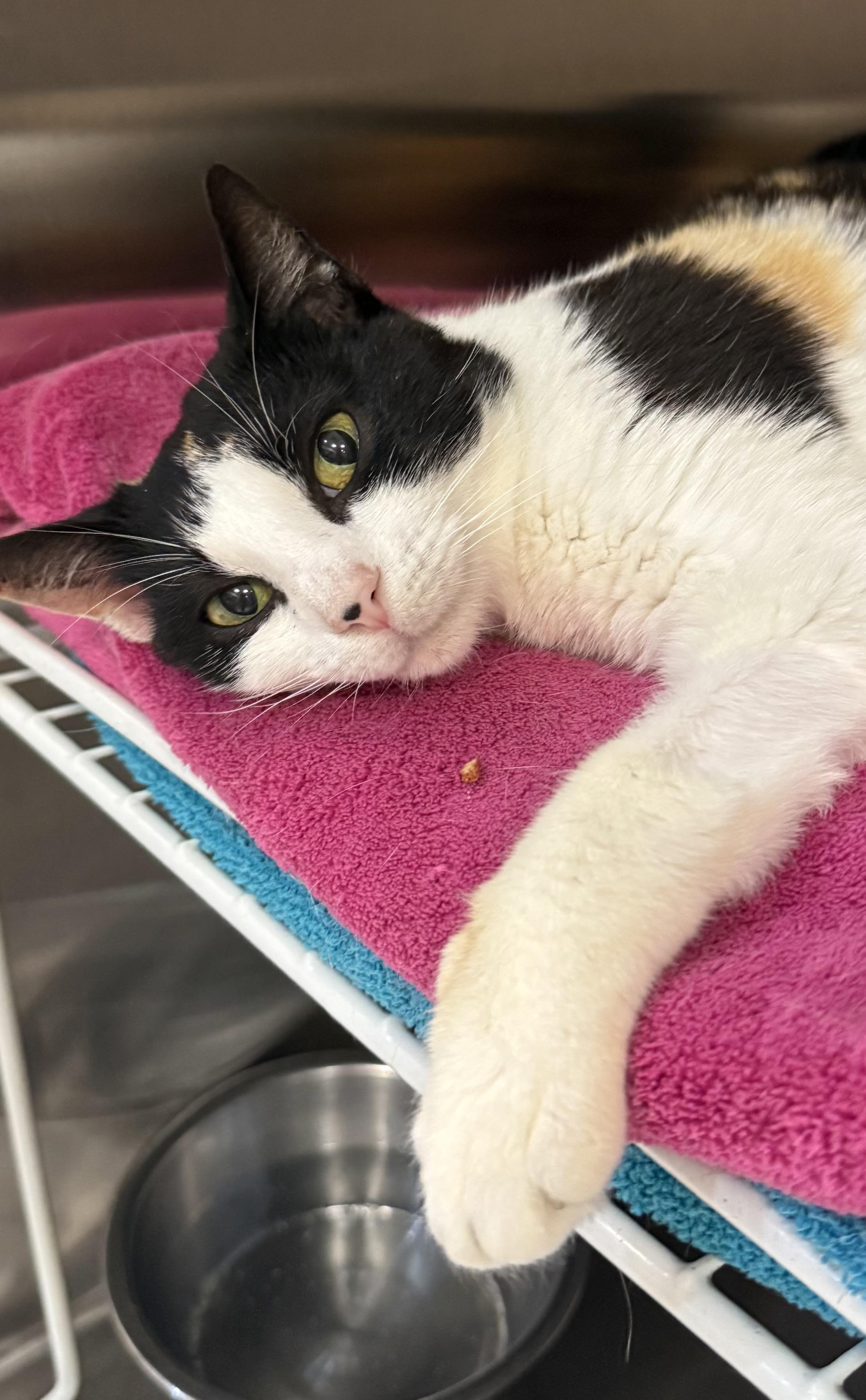 Enlarge Kelly, a ADOPTABLE Calico in Plymouth, MA image 1/4