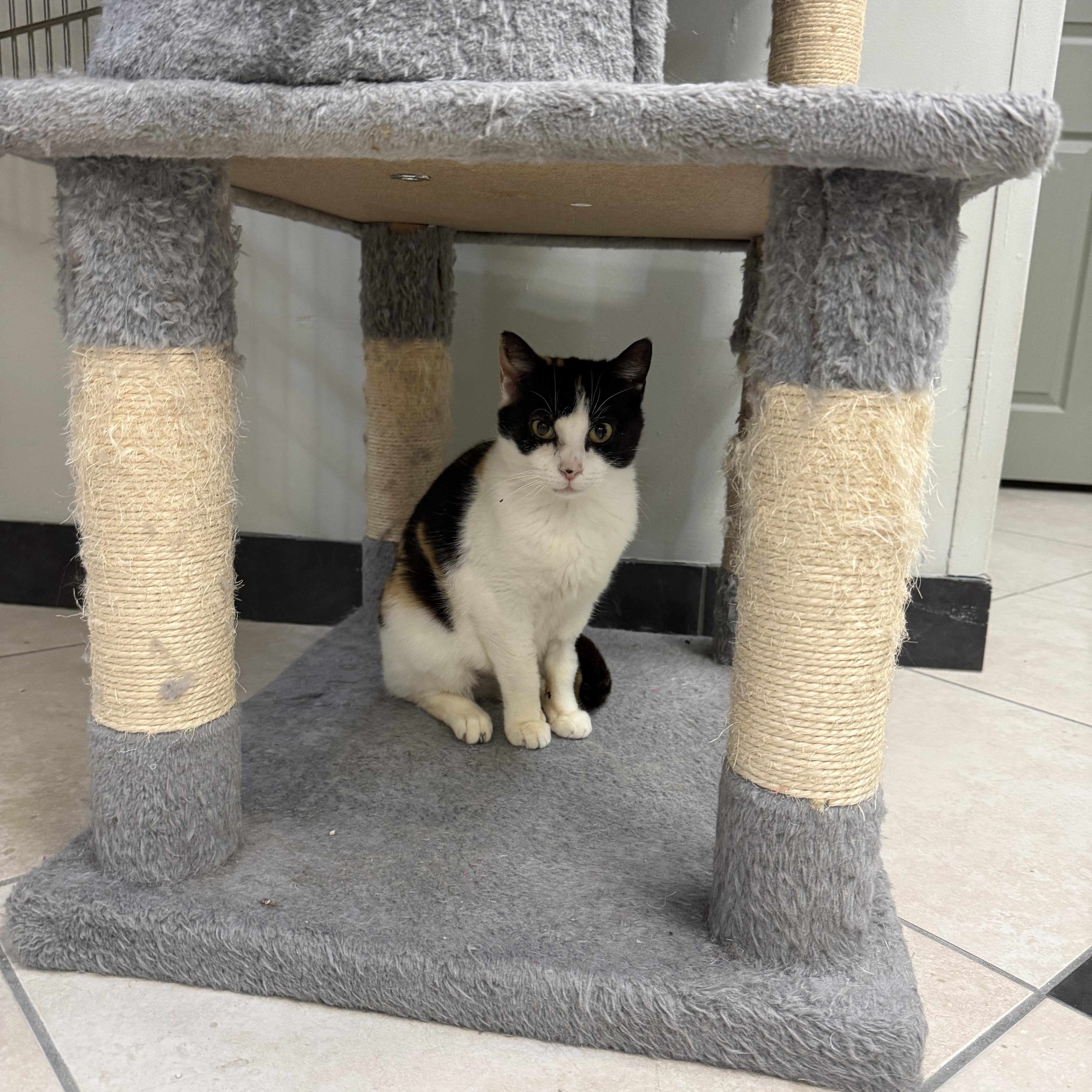Enlarge Kelly, a ADOPTABLE Calico in Plymouth, MA image 4/4