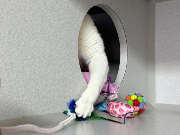 Enlarge Lucee, a Adoptable mixed breed in New York, NY image 1/1