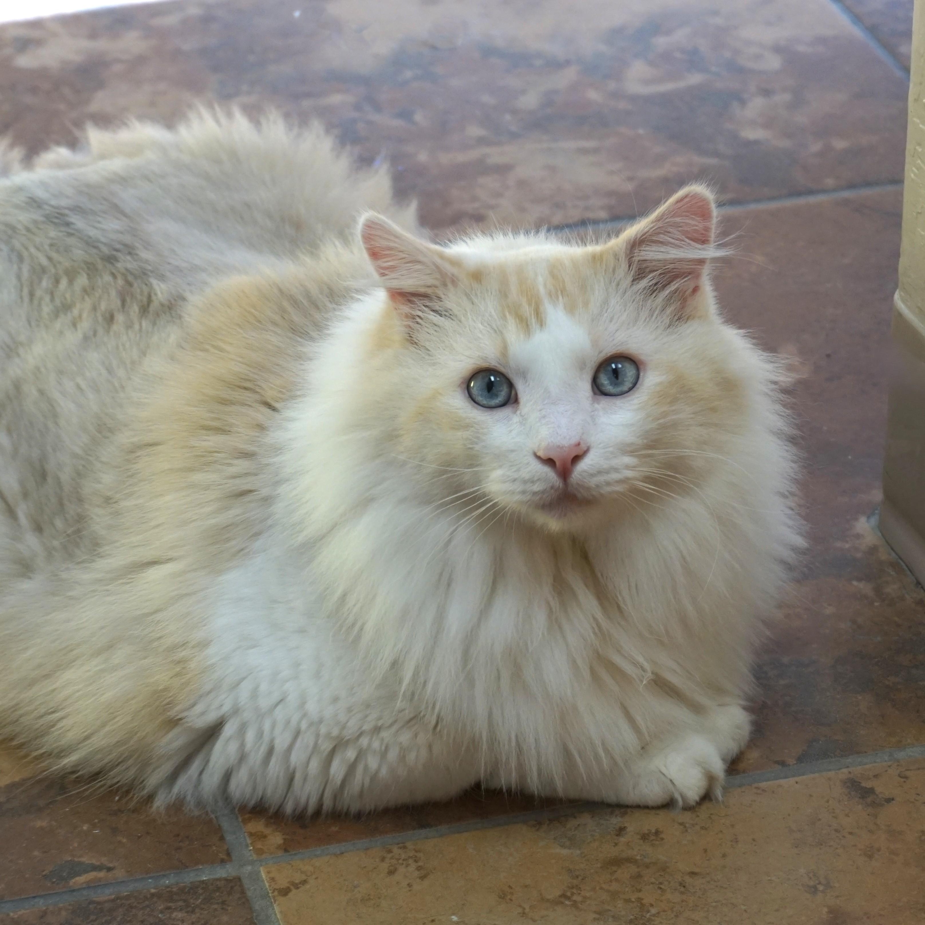Enlarge Fluffs, a Adoptable Domestic Long Hair in Fountain Hills, AZ image 6/6