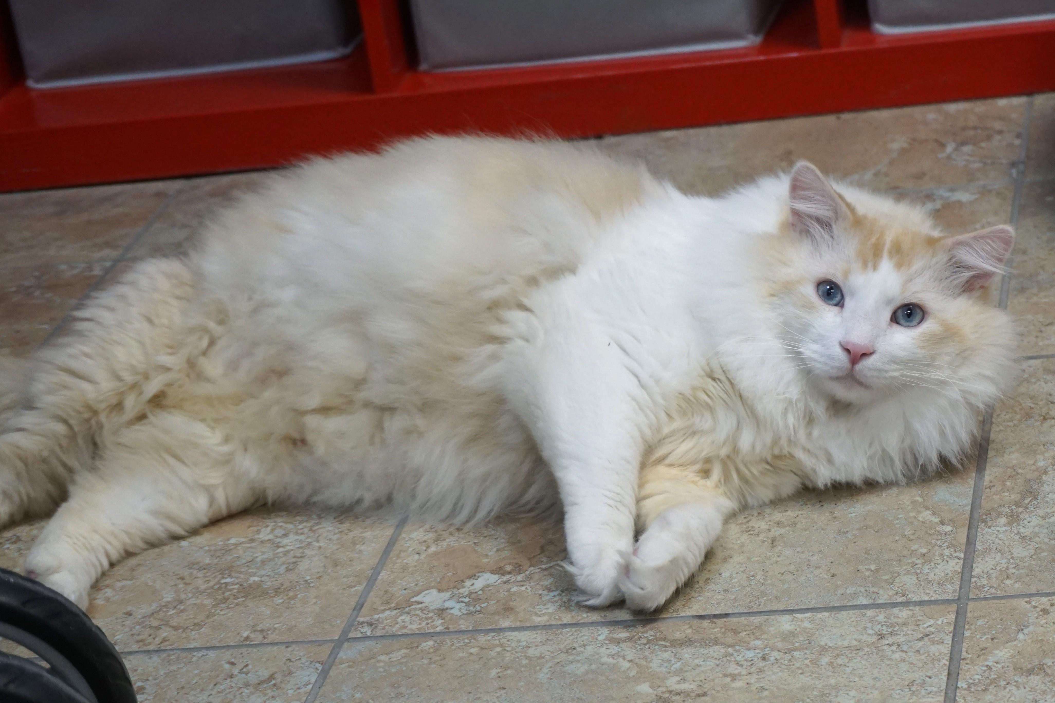 Enlarge Fluffs, a Adoptable Domestic Long Hair in Fountain Hills, AZ image 3/6