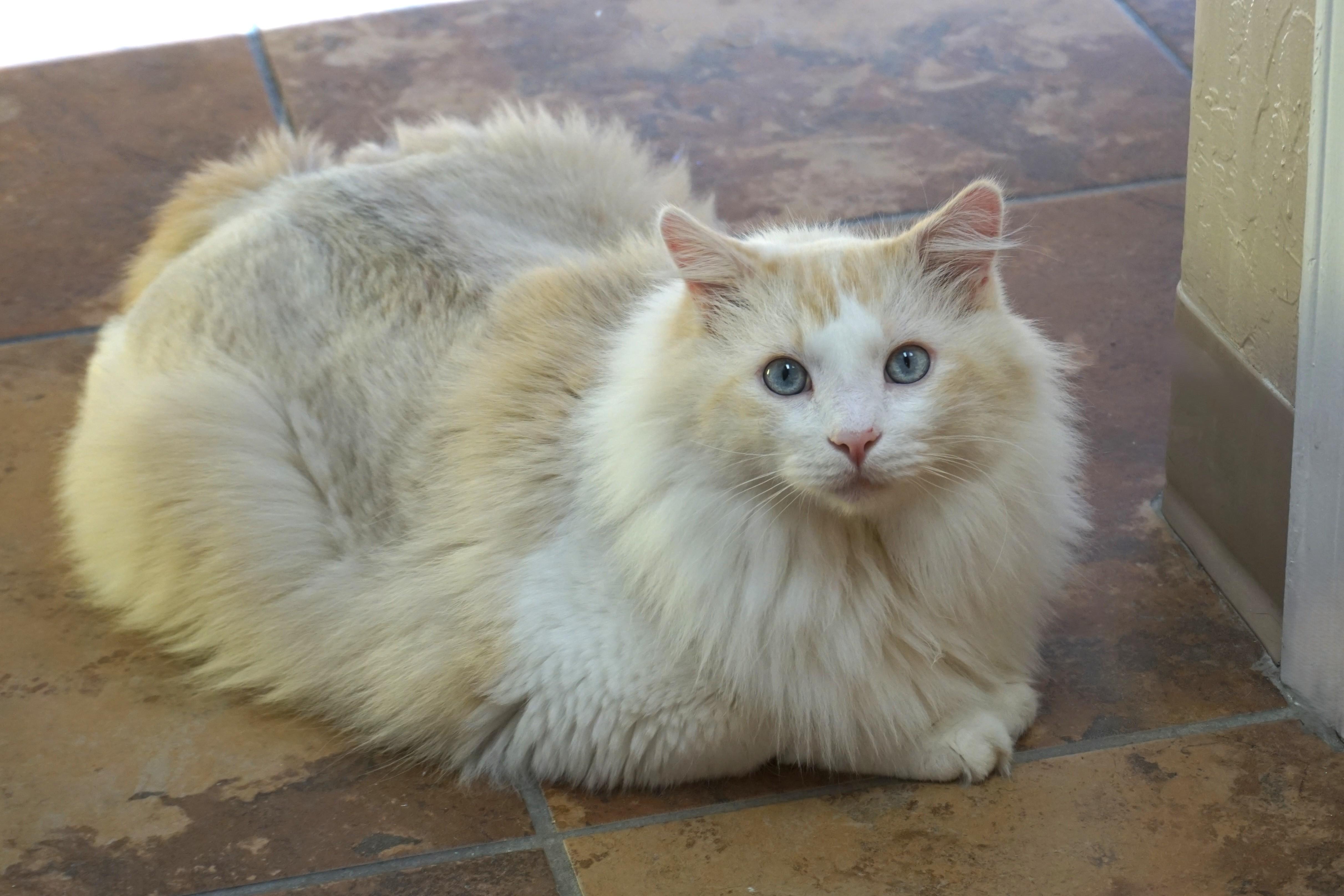 Fluffs, Adoptable, Adult Male Domestic Long Hair.