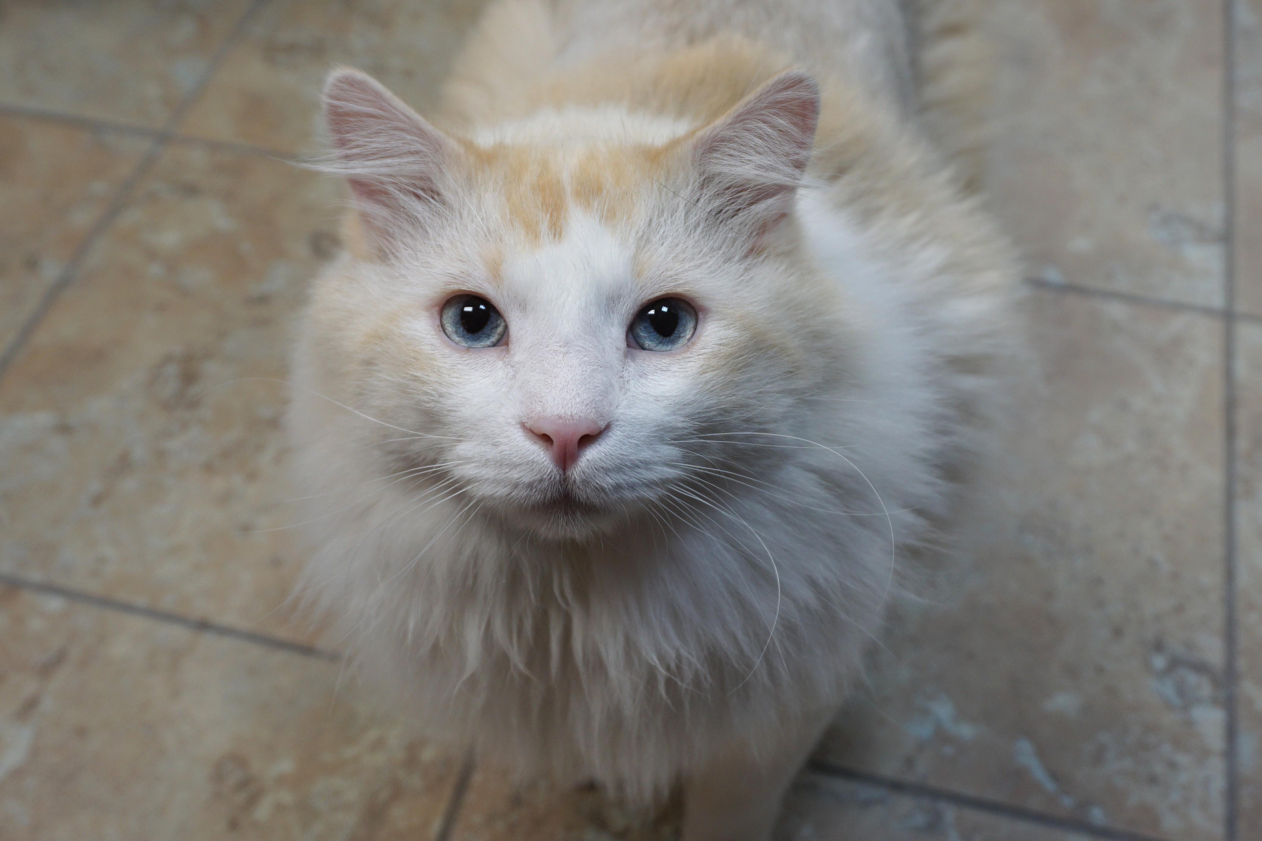 Enlarge Fluffs, a Adoptable Domestic Long Hair in Fountain Hills, AZ image 4/6