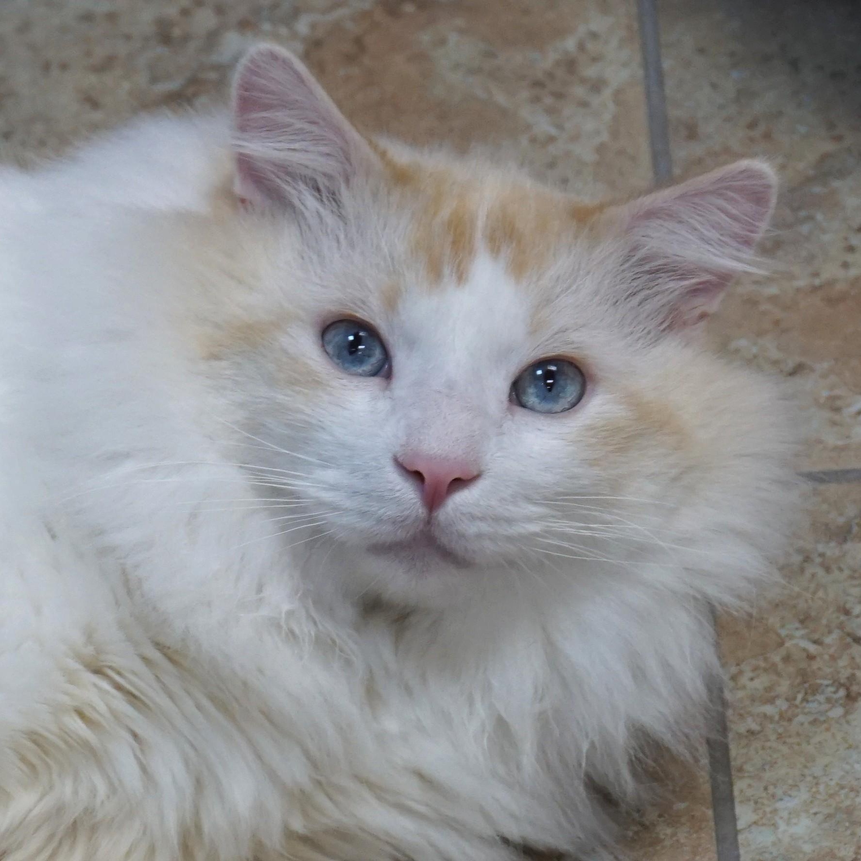Enlarge Fluffs, a Adoptable Domestic Long Hair in Fountain Hills, AZ image 2/6