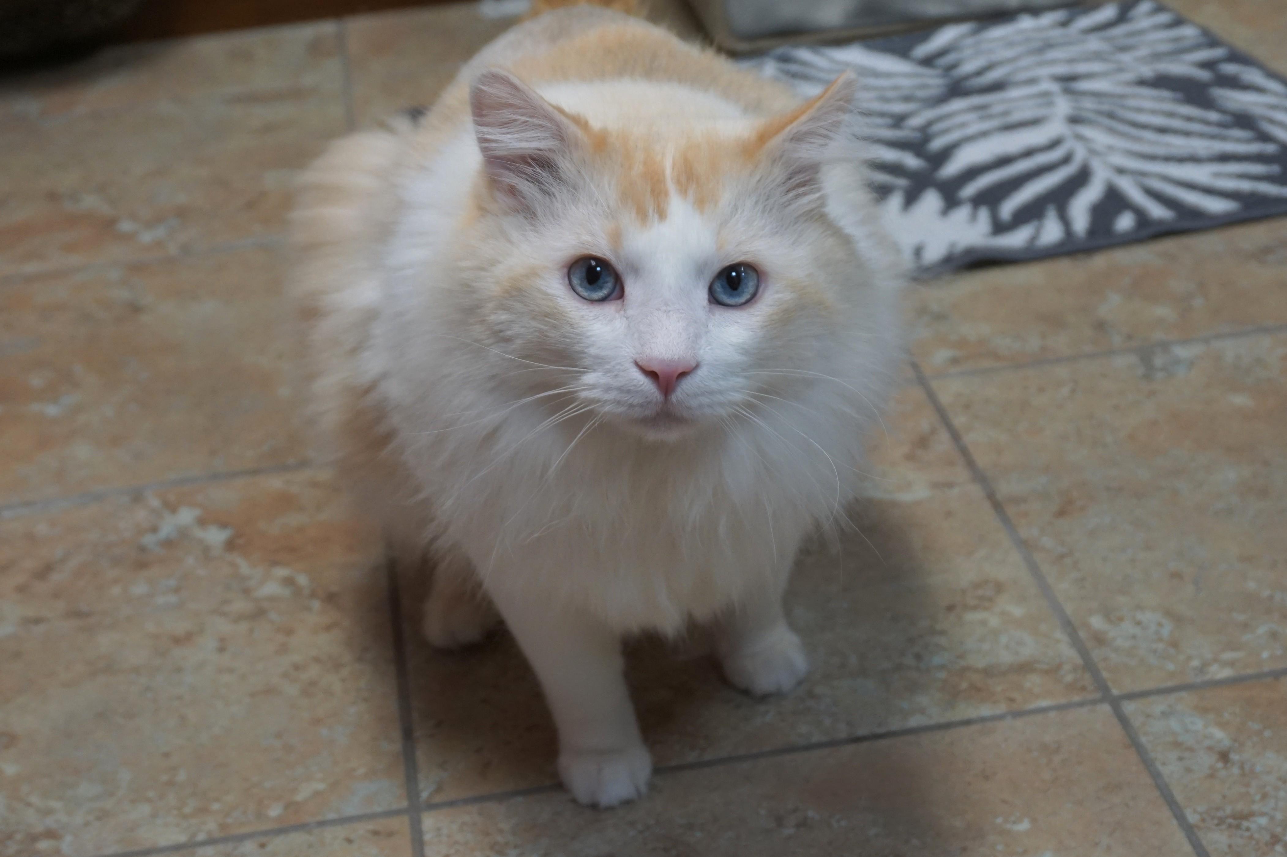 Enlarge Fluffs, a Adoptable Domestic Long Hair in Fountain Hills, AZ image 5/6