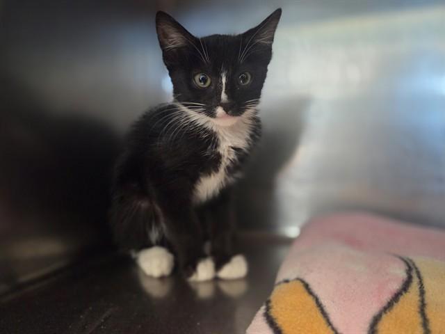 SOLSTICE, Adoptable, Kitten Female Domestic Short Hair.