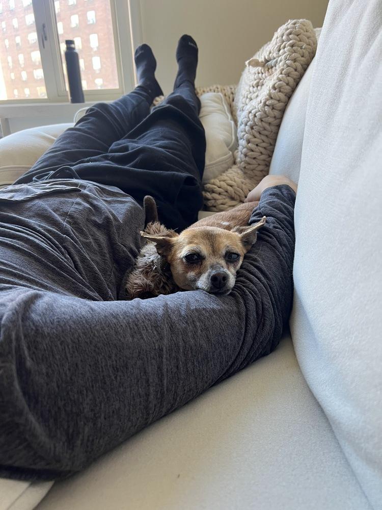 Fifi, Adoptable, Adult Female Chihuahua & Terrier.