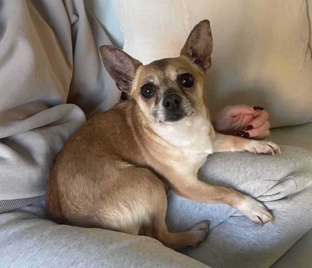 Enlarge Fifi, a Adoptable mixed breed in Manhattan, NY image 3/4