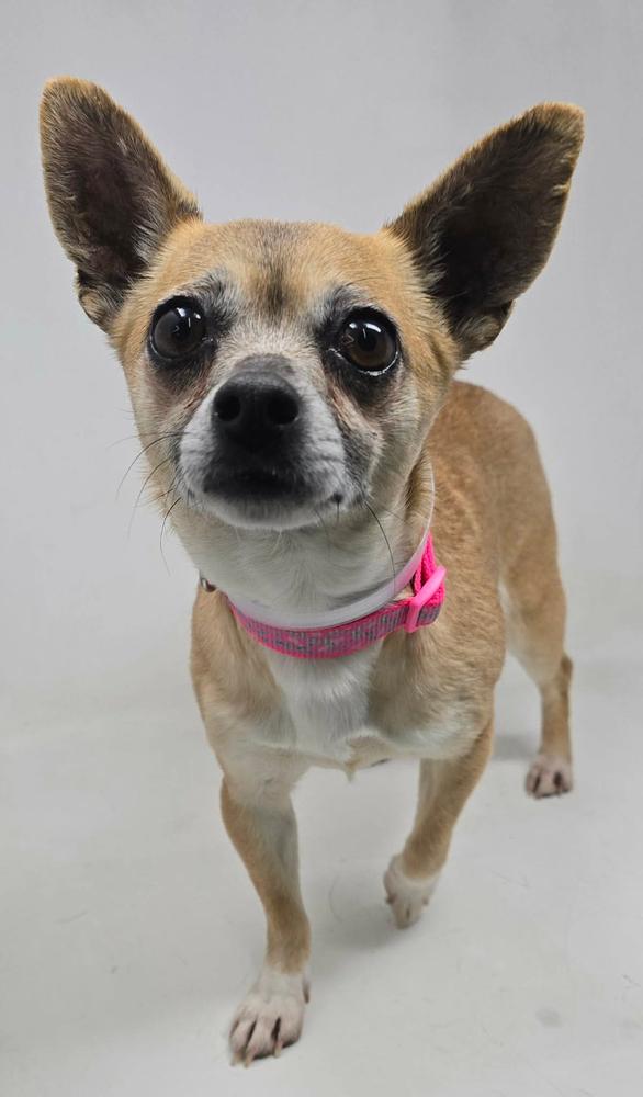 Enlarge Fifi, a Adoptable mixed breed in Manhattan, NY image 2/2