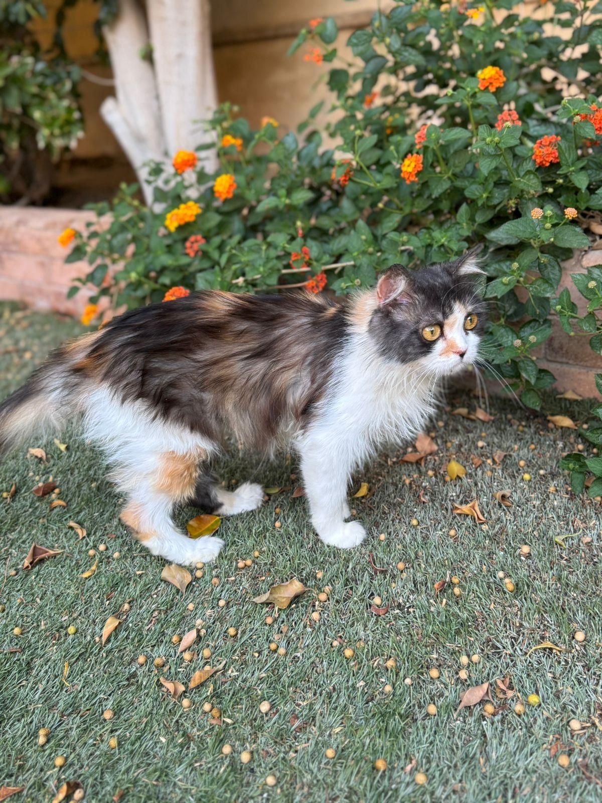 Callie
