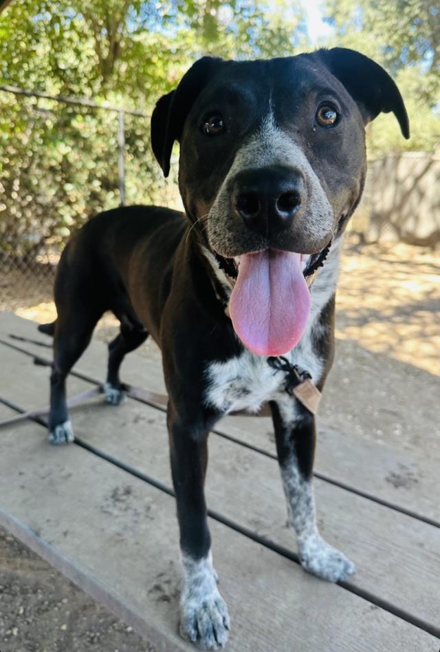 SOCKS, Adoptable, Young Male Pit Bull Terrier & Australian Cattle Dog / Blue Heeler.
