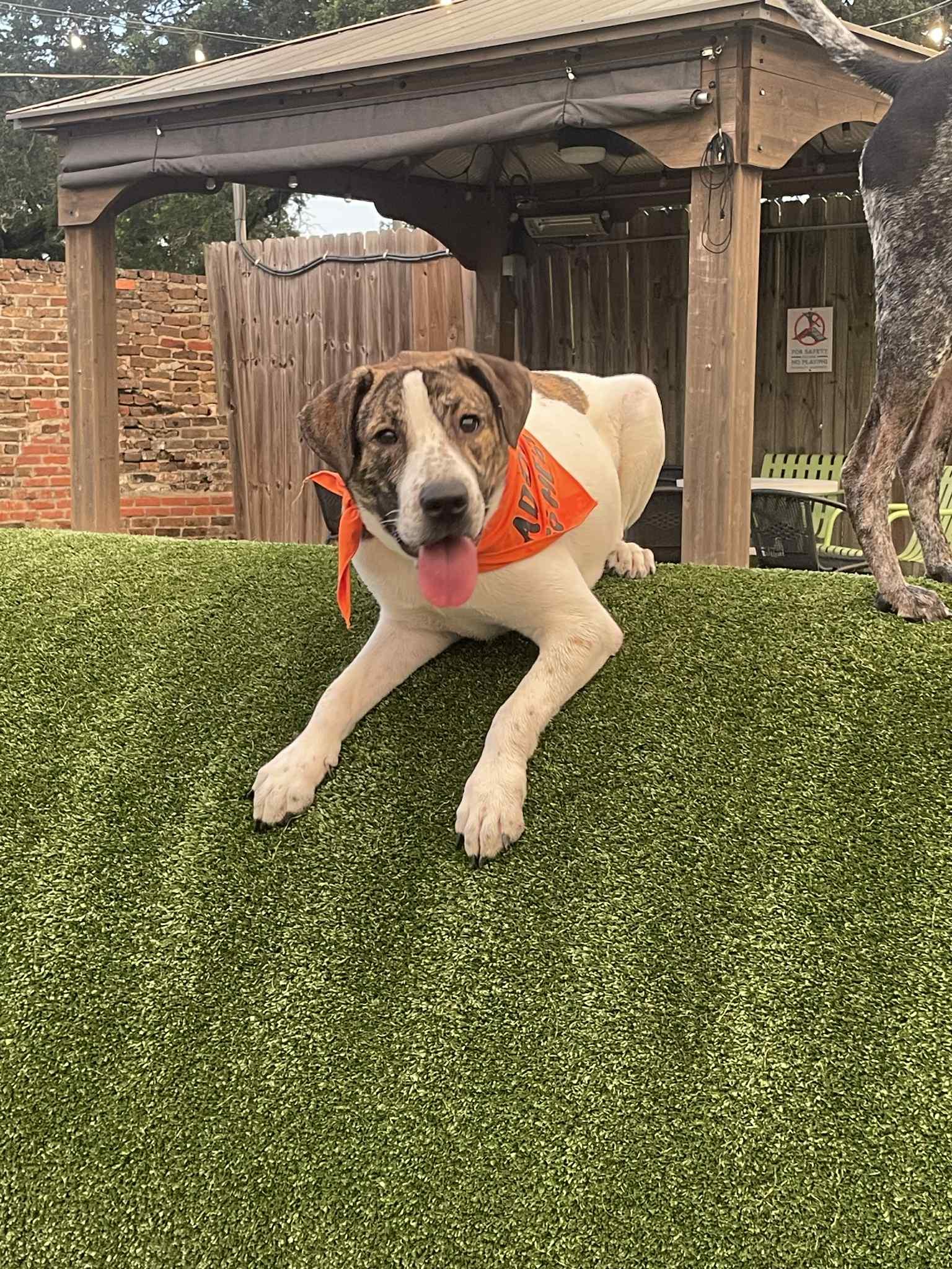 Lady, a Adoptable mixed breed in Mobile, AL image 1/4