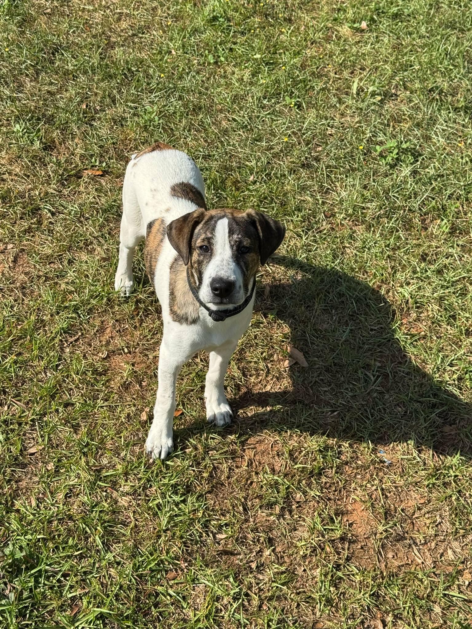 Lady, a Adoptable mixed breed in Mobile, AL image 2/4