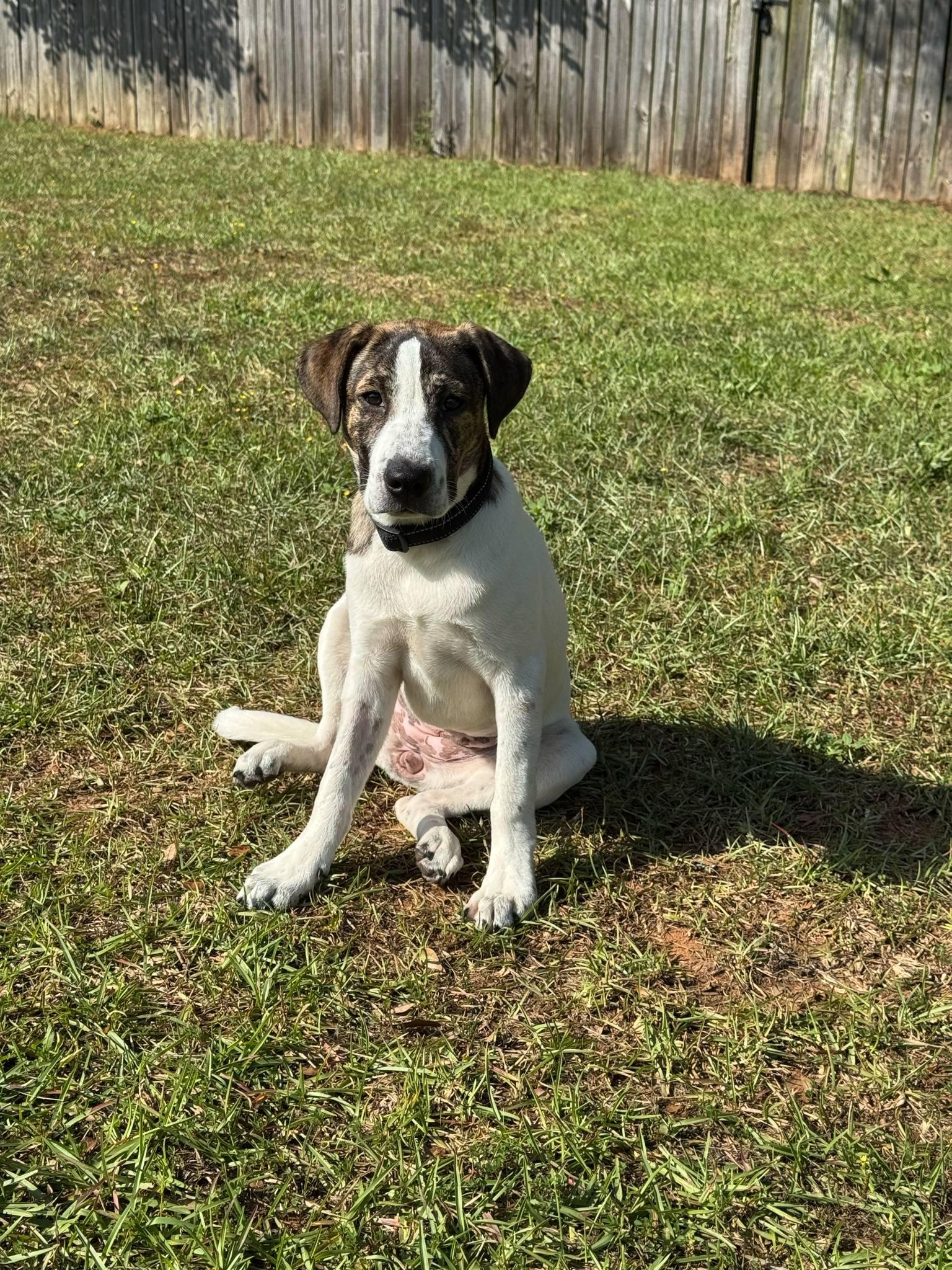 Lady, a Adoptable mixed breed in Mobile, AL image 4/4