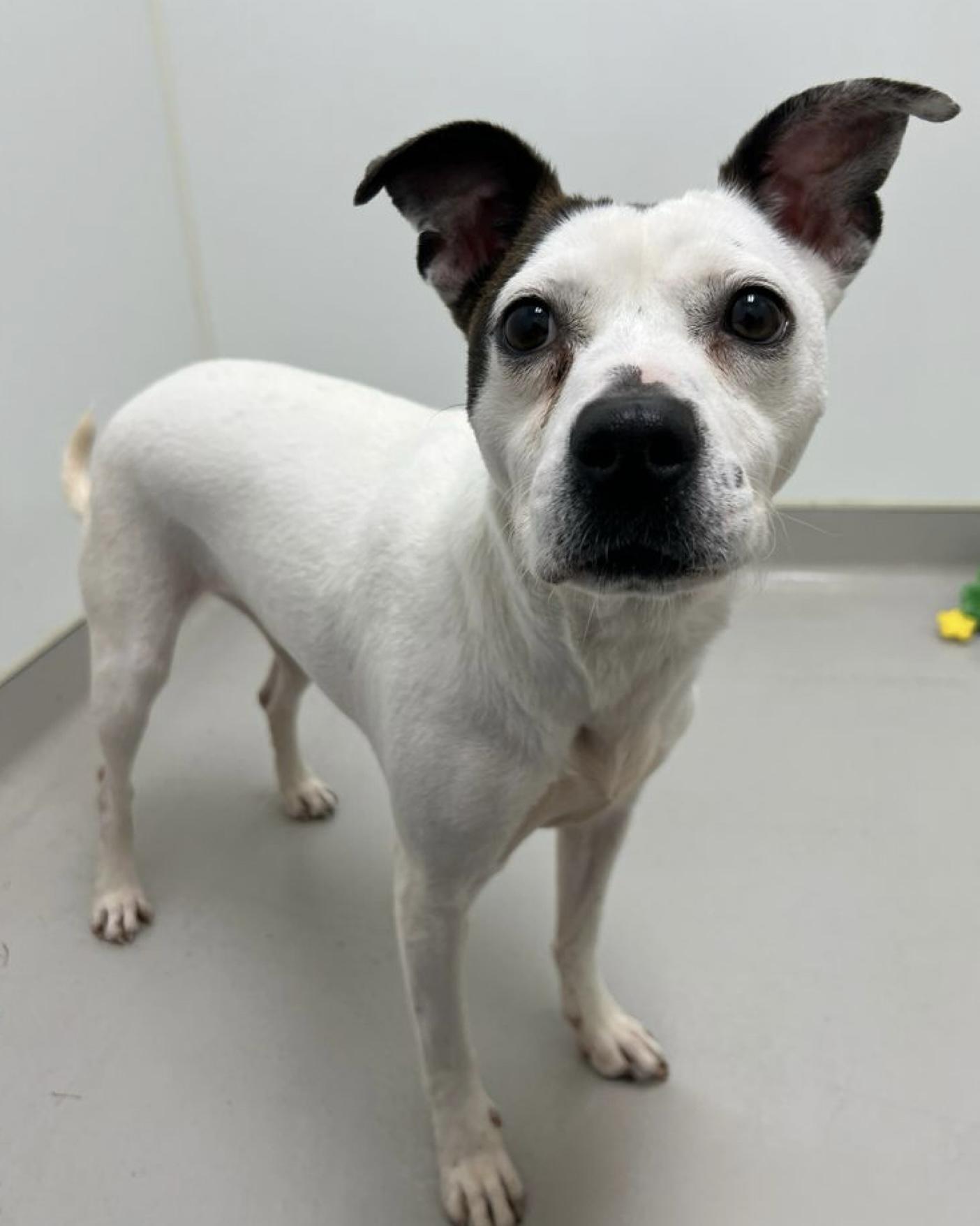 Enlarge Ruby , a ADOPTABLE mixed breed in Danville, IN image 3/3