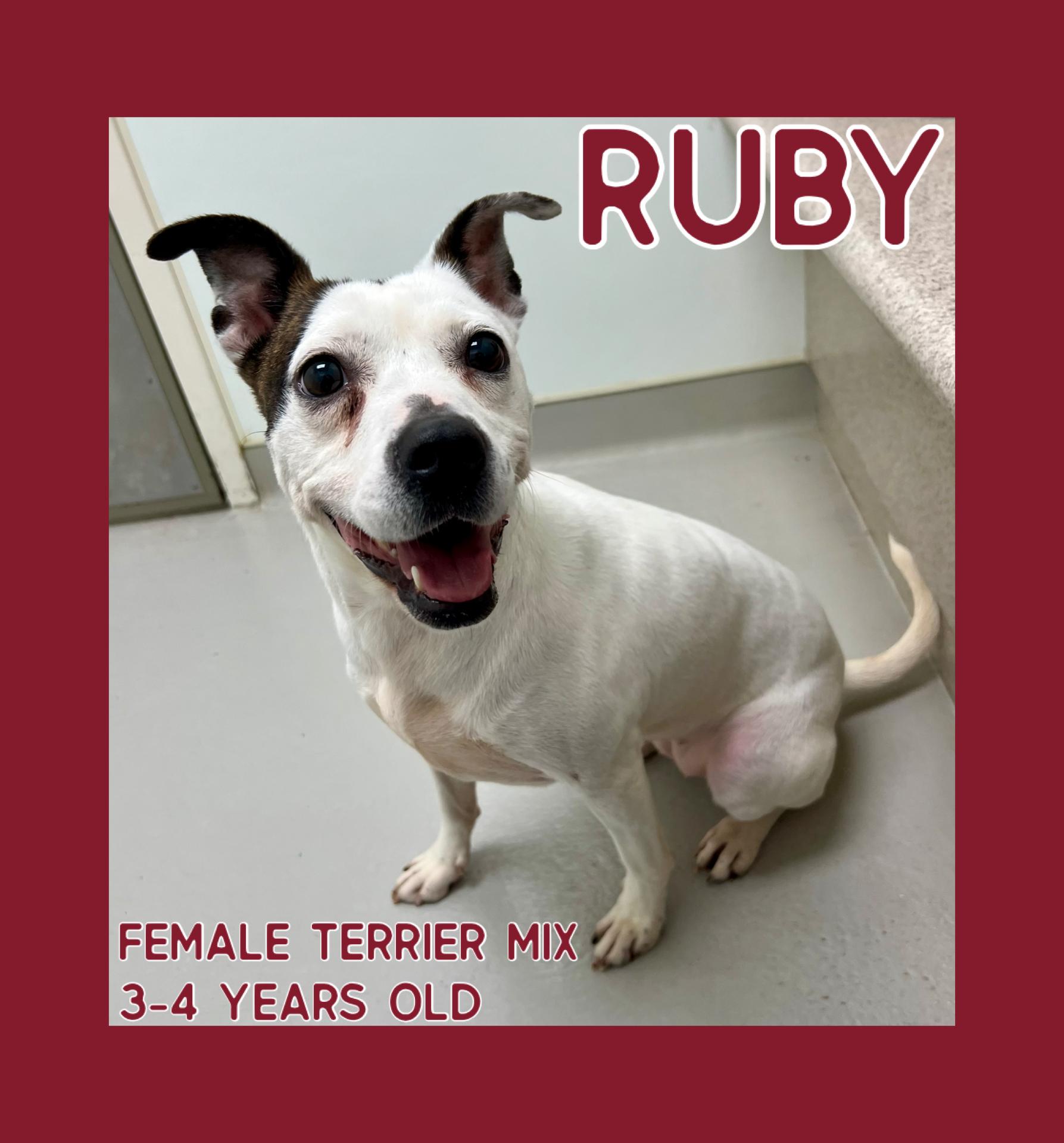 Enlarge Ruby , a ADOPTABLE mixed breed in Danville, IN image 1/3