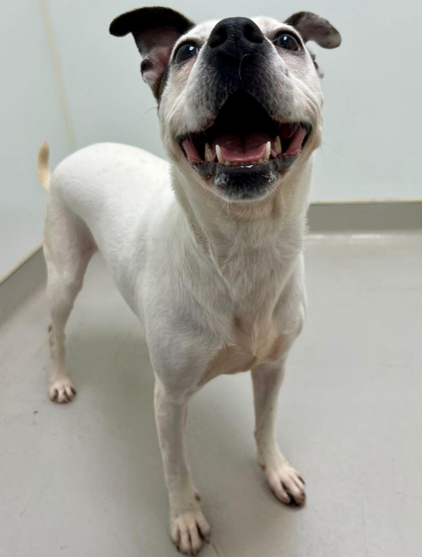 Enlarge Ruby , a ADOPTABLE mixed breed in Danville, IN image 2/3