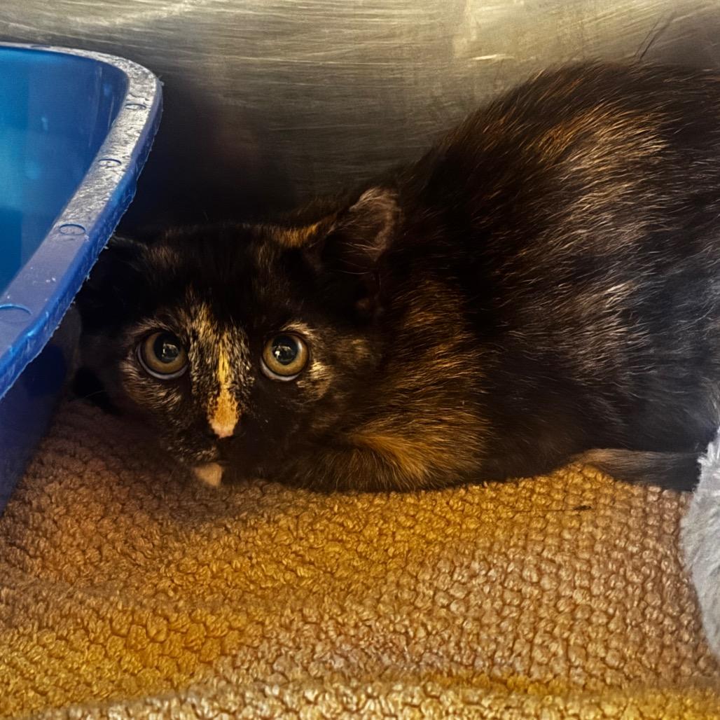 Enlarge Grace, a Adoptable Domestic Short Hair in Starkville, MS image 1/1
