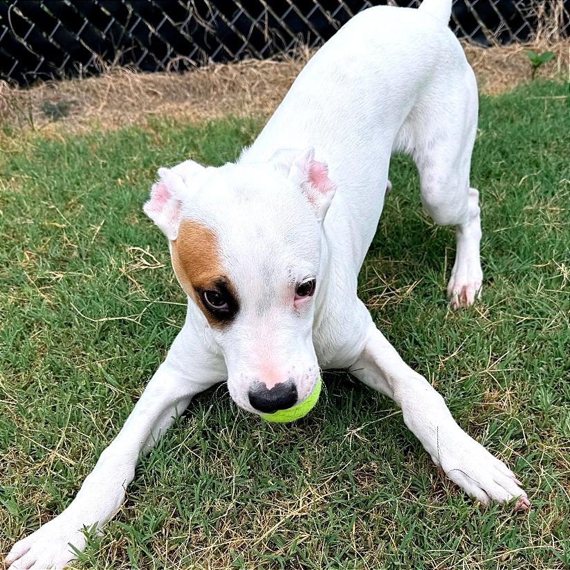 Enlarge Boq/Kamu, a Adoptable mixed breed in Norman, OK image 1/3
