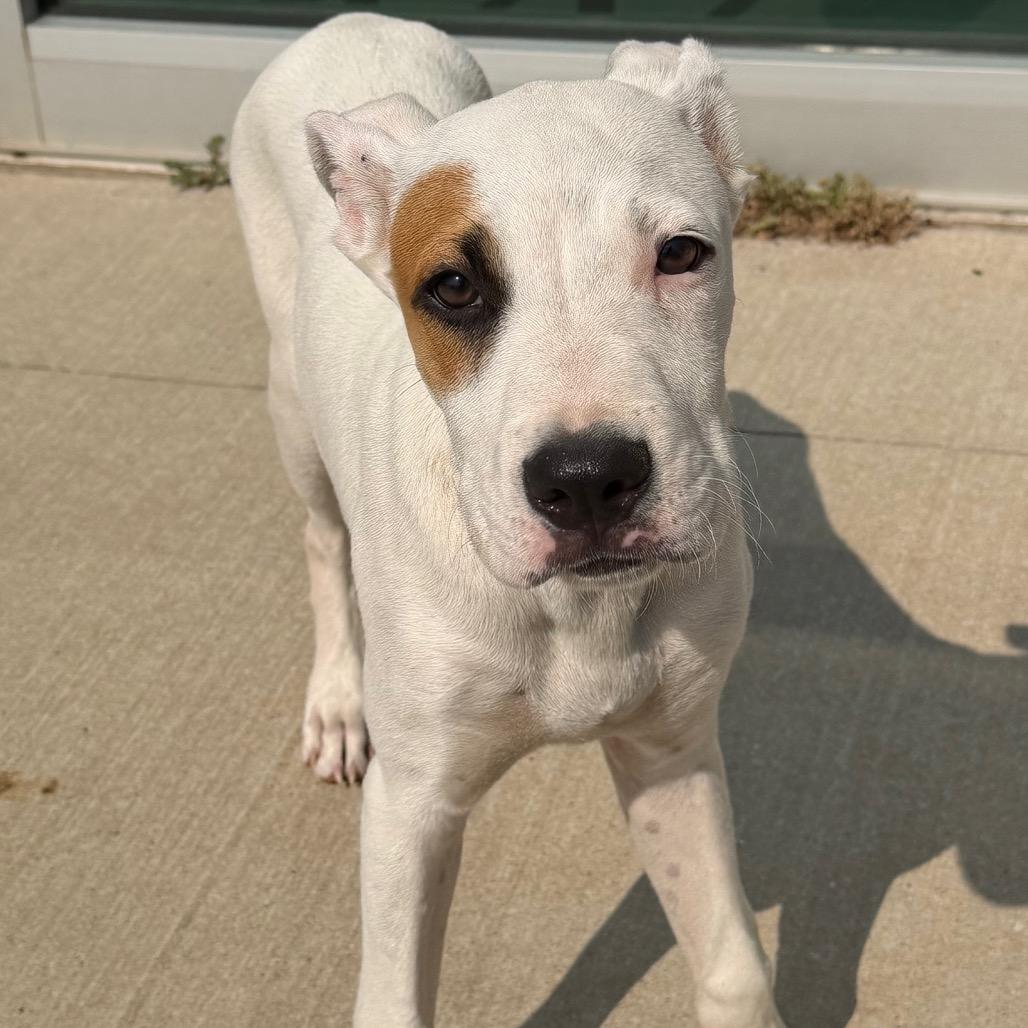 Enlarge Boq/Kamu, a Adoptable mixed breed in Norman, OK image 2/3