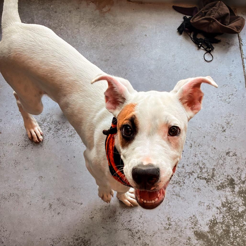 Enlarge Boq/Kamu, a Adoptable mixed breed in Norman, OK image 3/3