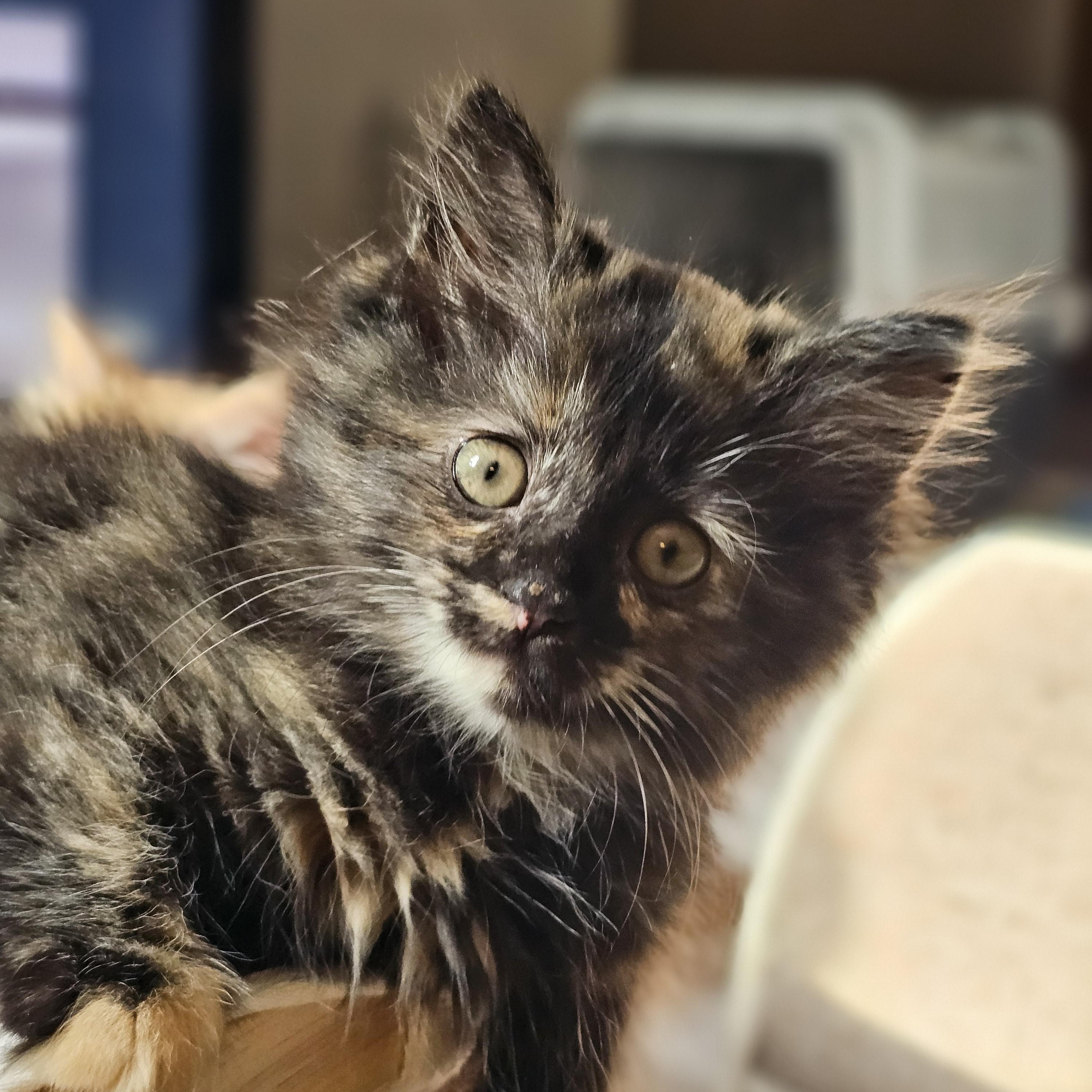 Boxie, a ADOPTABLE Domestic Long Hair in Toledo, OH image 1/5