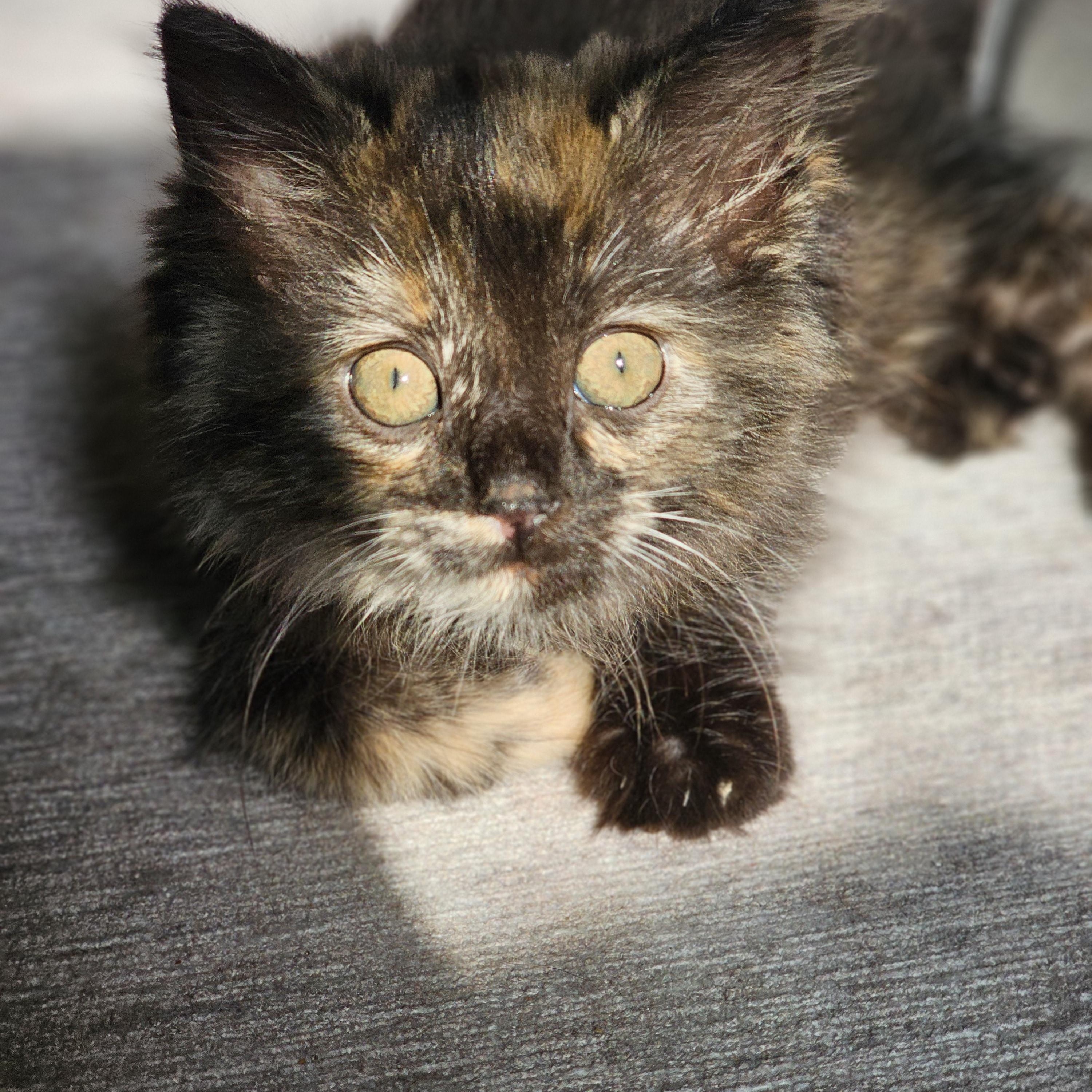 Boxie, a ADOPTABLE Domestic Long Hair in Toledo, OH image 3/5