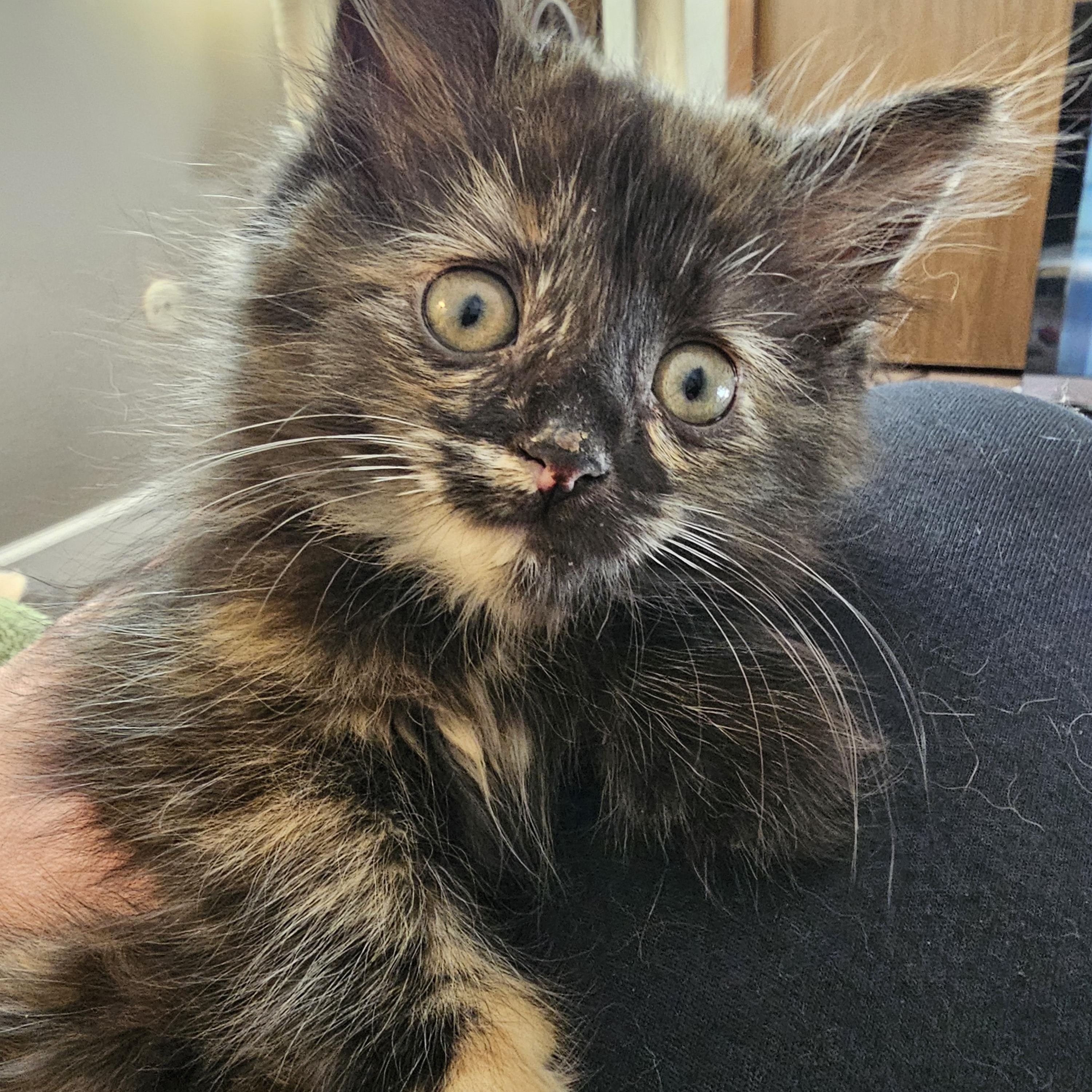 Boxie, a ADOPTABLE Domestic Long Hair in Toledo, OH image 2/5