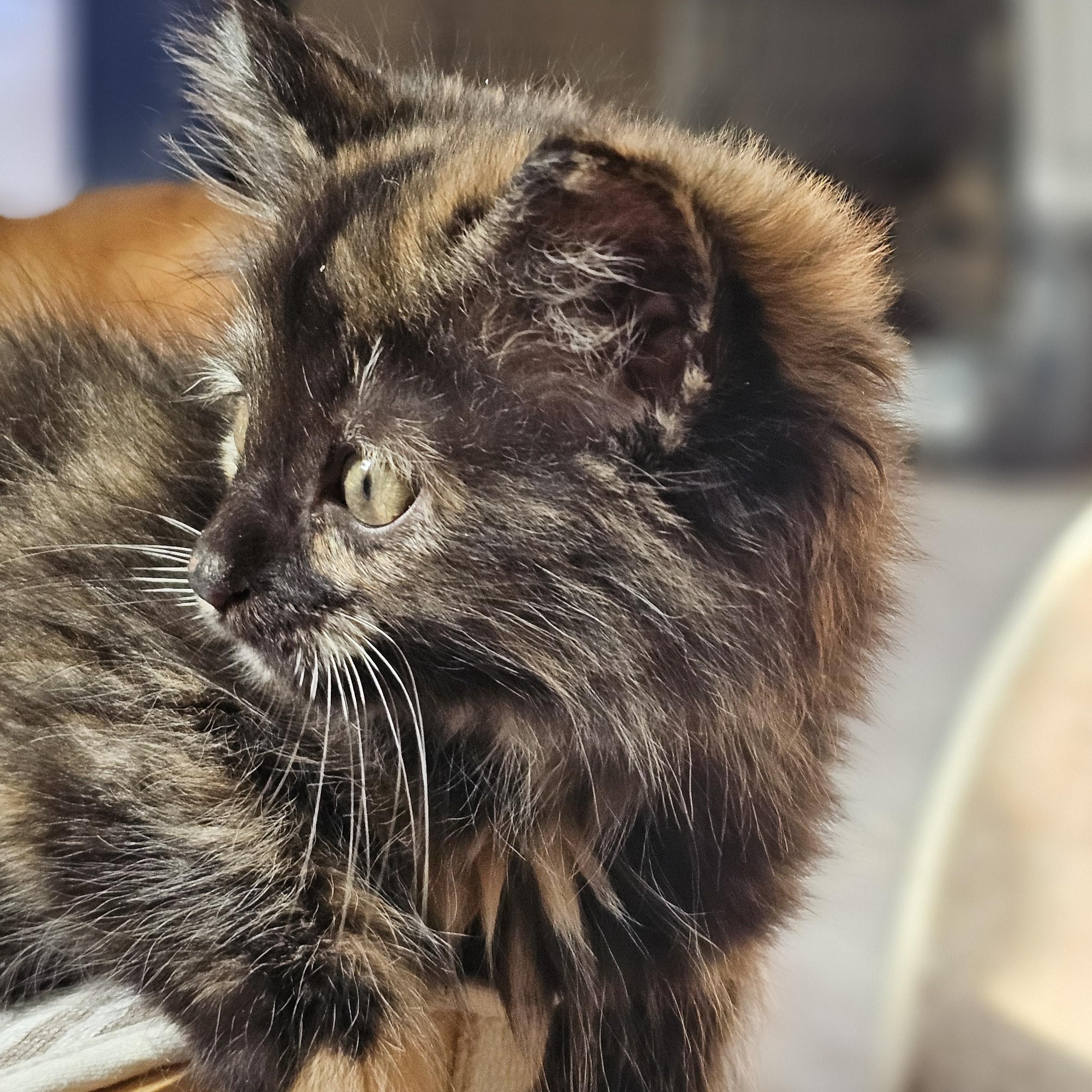 Boxie, a ADOPTABLE Domestic Long Hair in Toledo, OH image 5/5