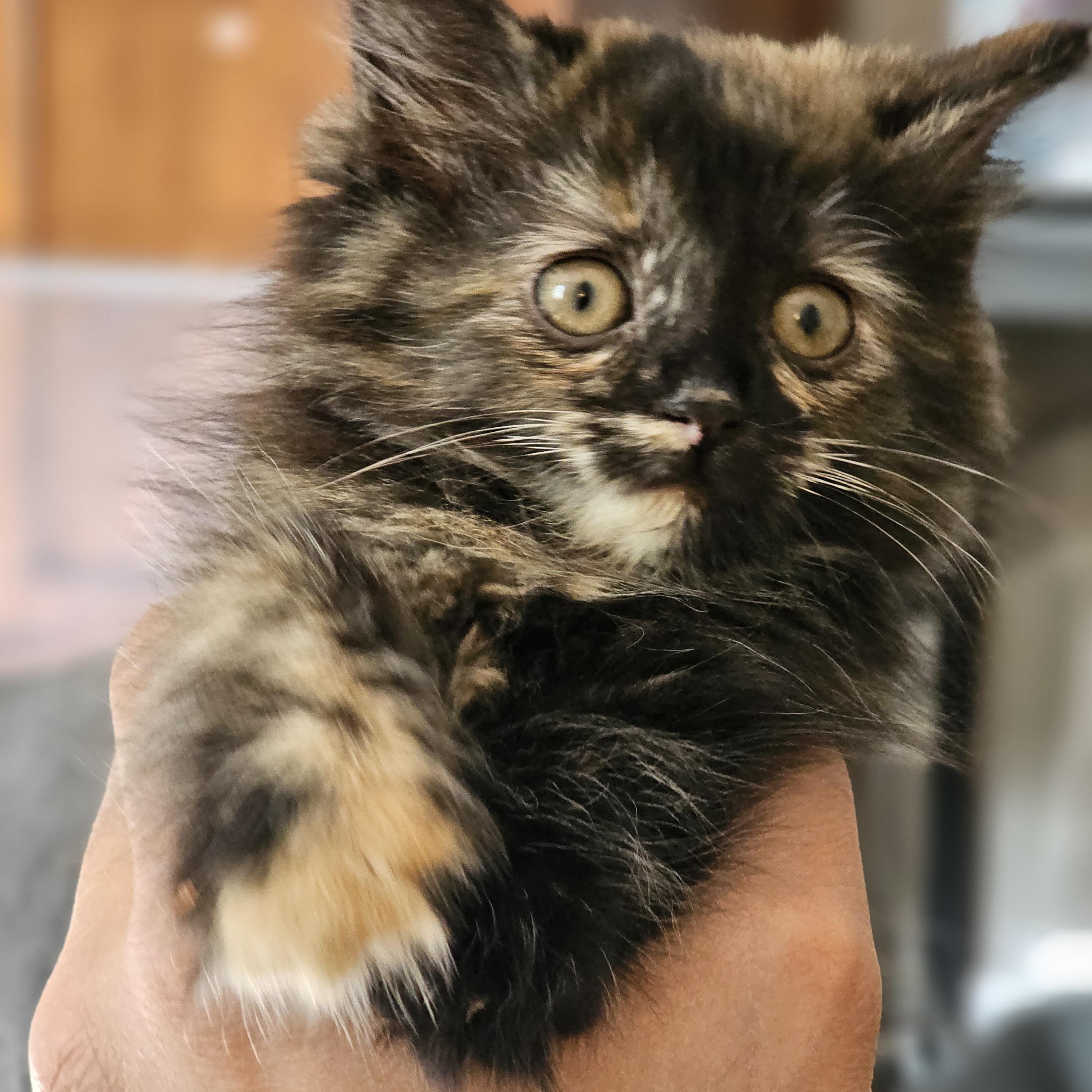 Boxie, a ADOPTABLE Domestic Long Hair in Toledo, OH image 4/5