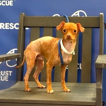SKITTLES, Adoptable, Adult Male Chihuahua.