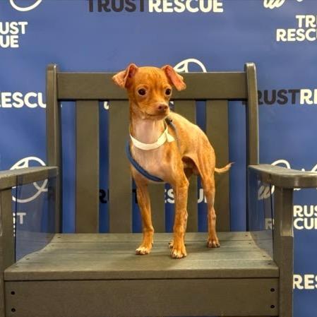 Enlarge SKITTLES, a Adoptable Chihuahua in Berlin, NJ image 2/6