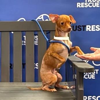 Enlarge SKITTLES, a Adoptable Chihuahua in Berlin, NJ image 3/6