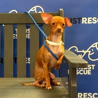 Enlarge SKITTLES, a Adoptable Chihuahua in Berlin, NJ image 5/6