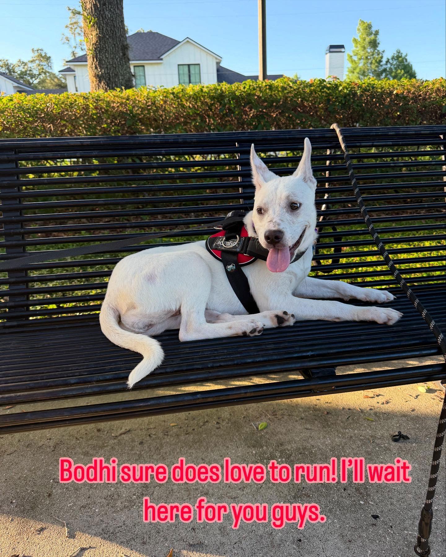 Indie, Adopted, Puppy Female Labrador Retriever & Cattle Dog.