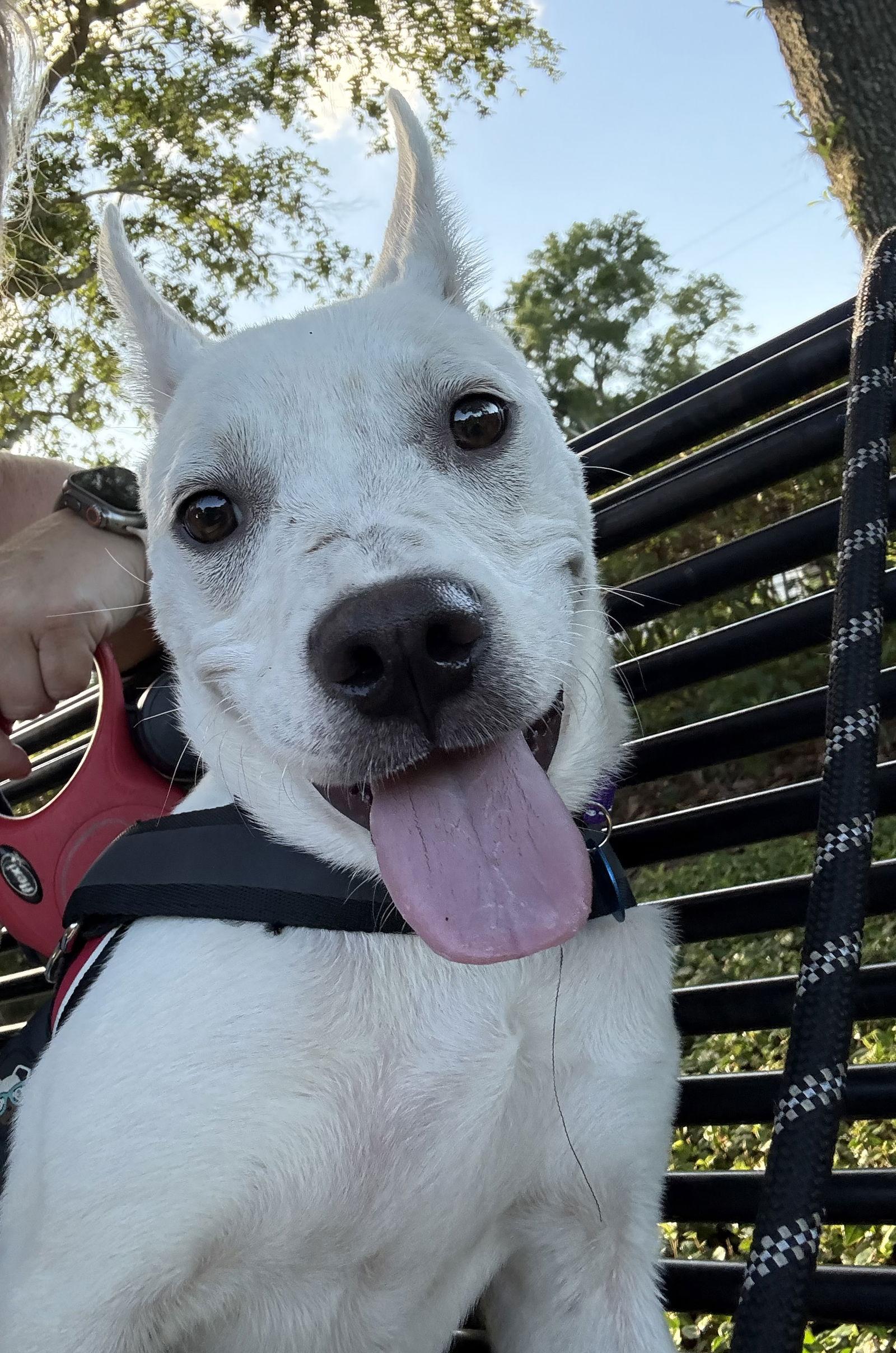 Indie, a Adopted mixed breed in Winter Park, FL image 2/3