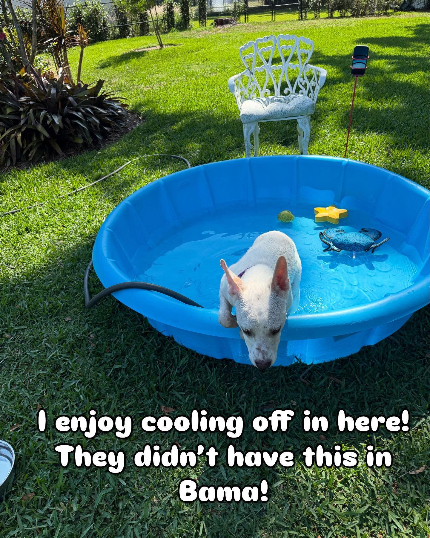 Indie, a Adopted mixed breed in Winter Park, FL image 3/3