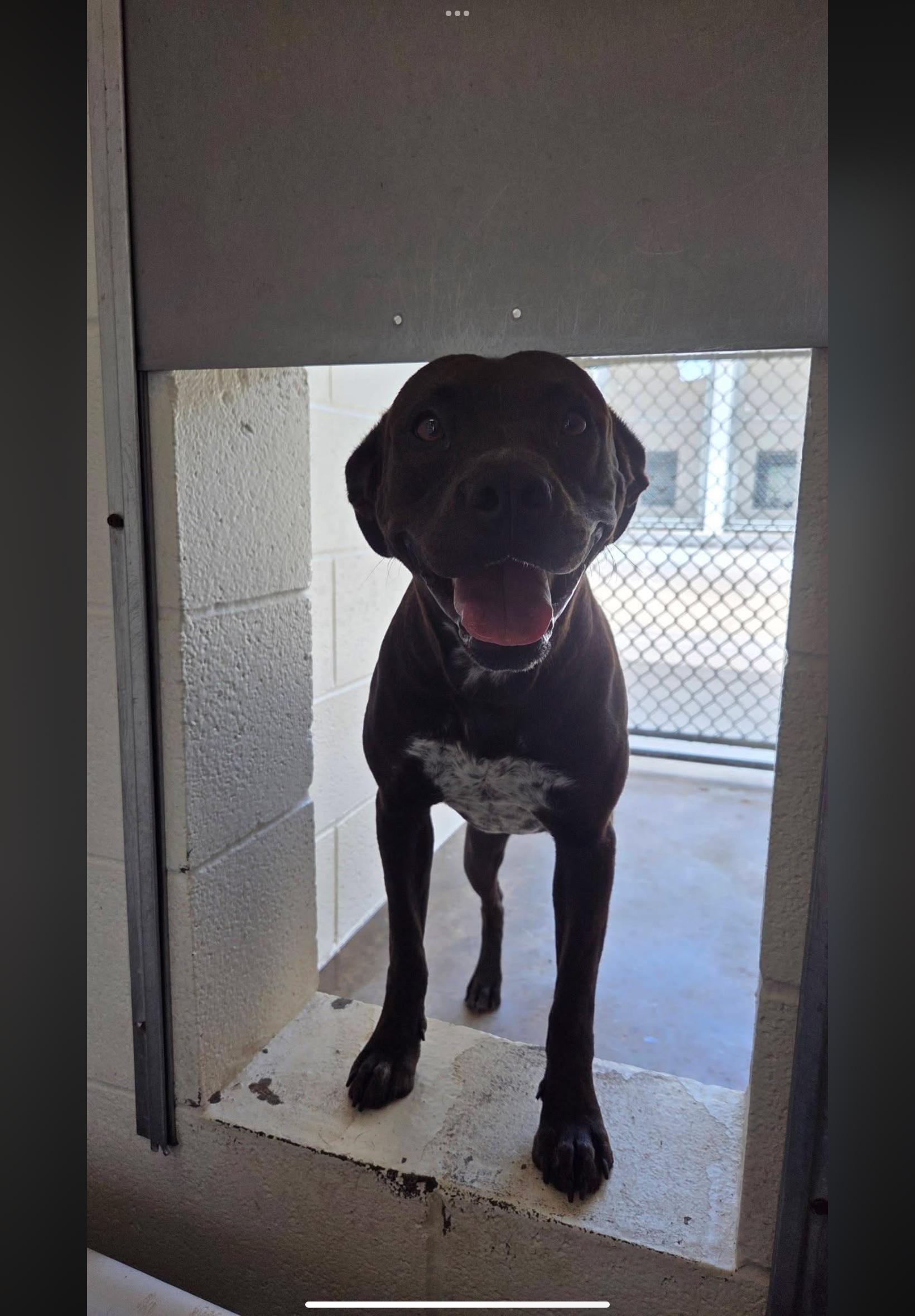 Lorelei , a ADOPTABLE mixed breed in Sherman, TX image 2/4