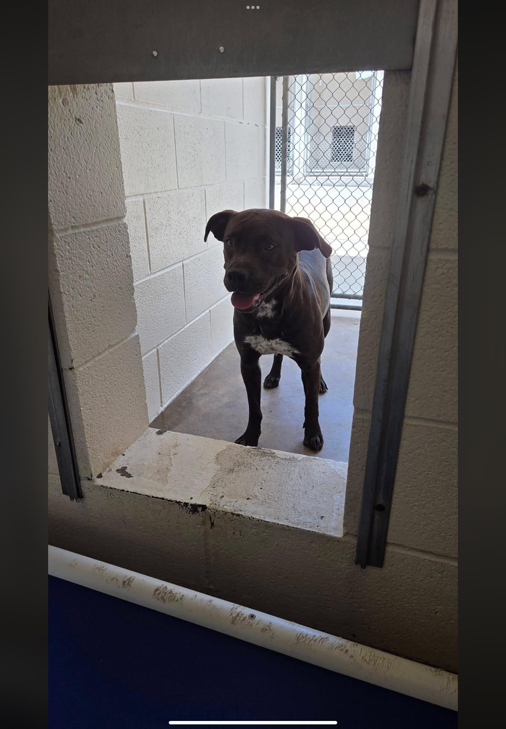 Lorelei , a ADOPTABLE mixed breed in Sherman, TX image 4/4