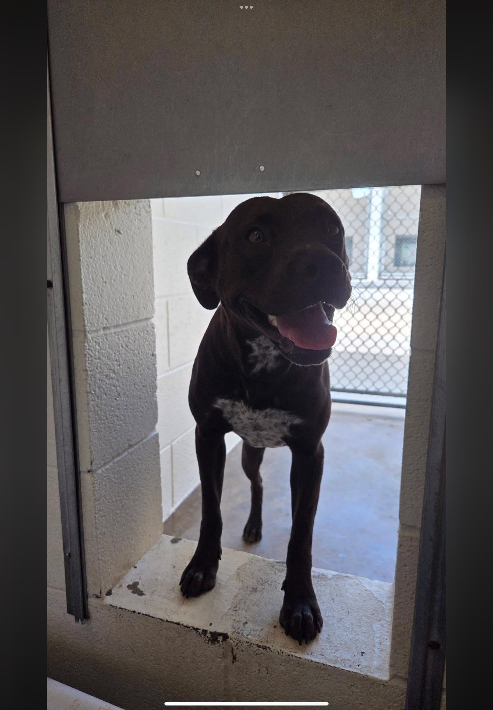Lorelei , a ADOPTABLE mixed breed in Sherman, TX image 3/4