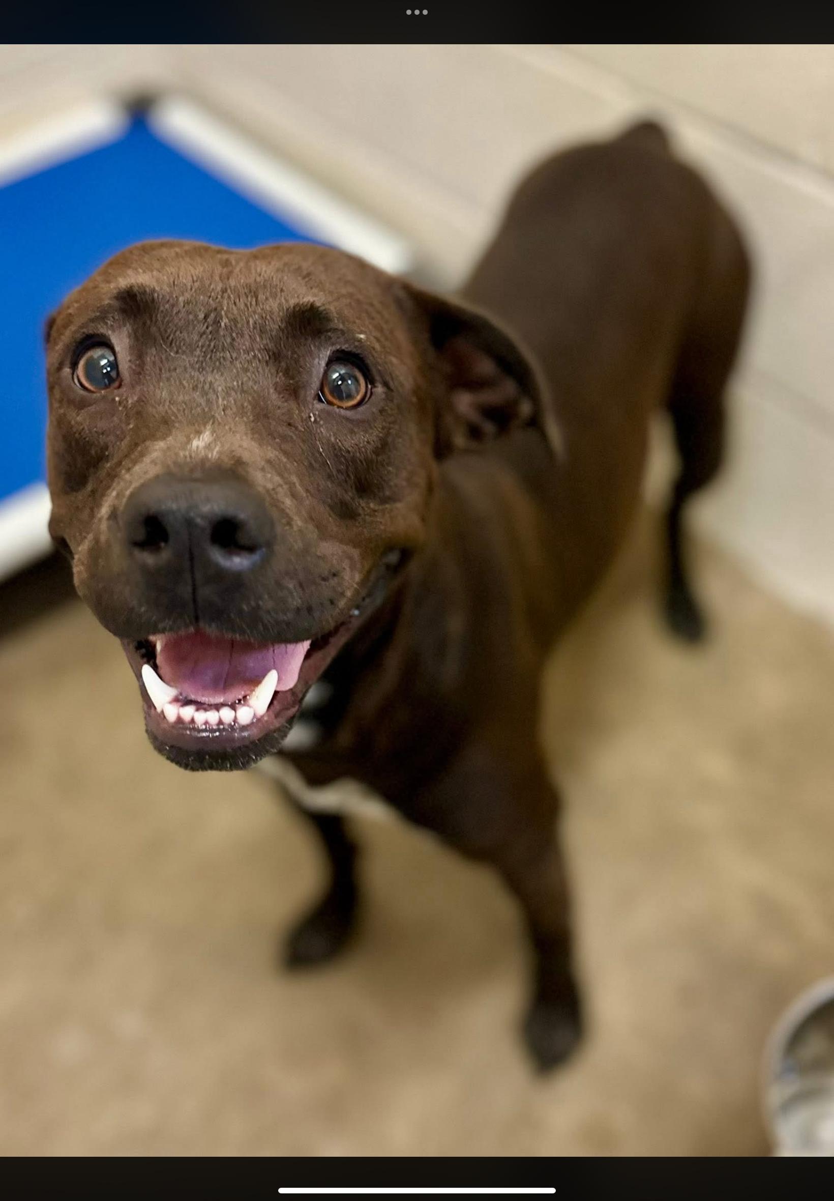 Lorelei , ADOPTABLE, Adult Female Pit Bull Terrier.