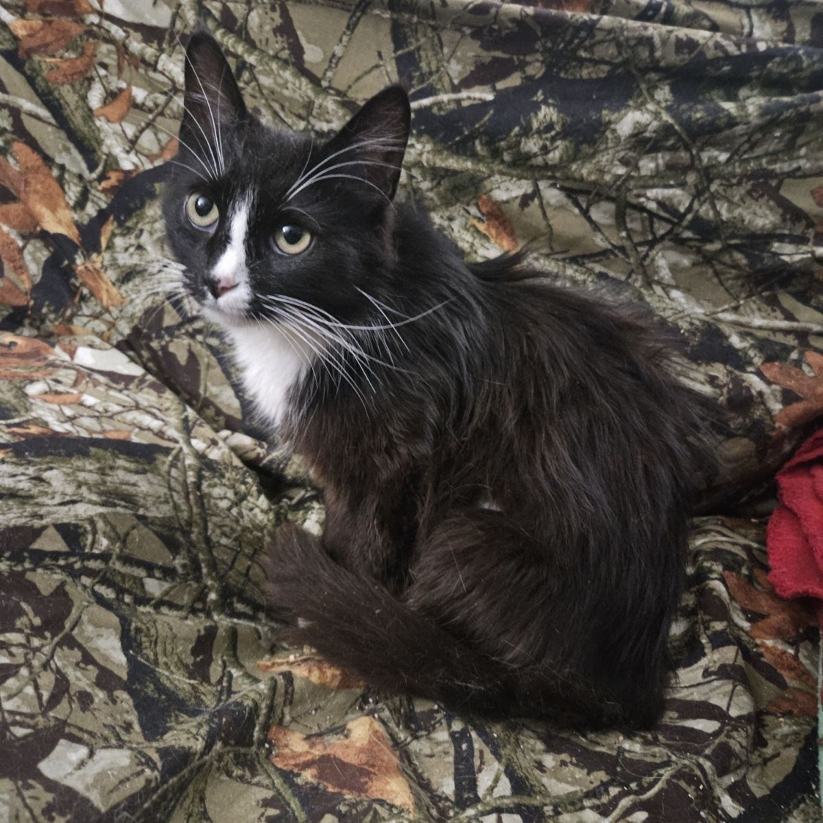 Enlarge Dakota, a Adoptable Domestic Medium Hair in Kirklin, IN image 6/6