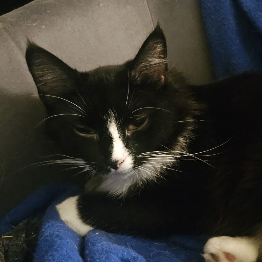 Enlarge Dakota, a Adoptable Domestic Medium Hair in Kirklin, IN image 4/6