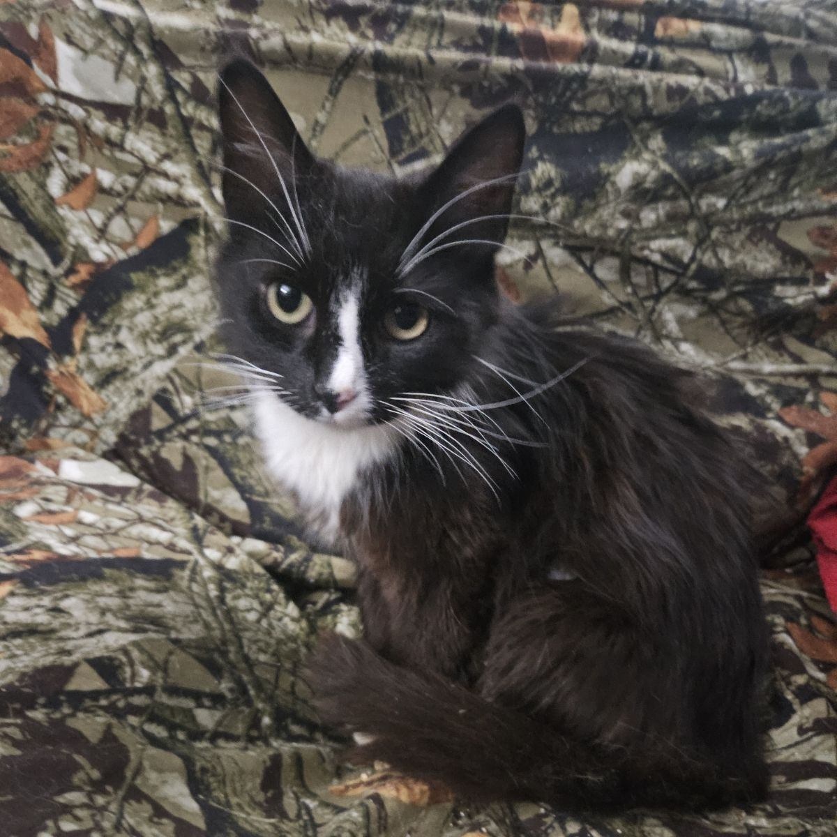 Enlarge Dakota, a Adoptable Domestic Medium Hair in Kirklin, IN image 5/6