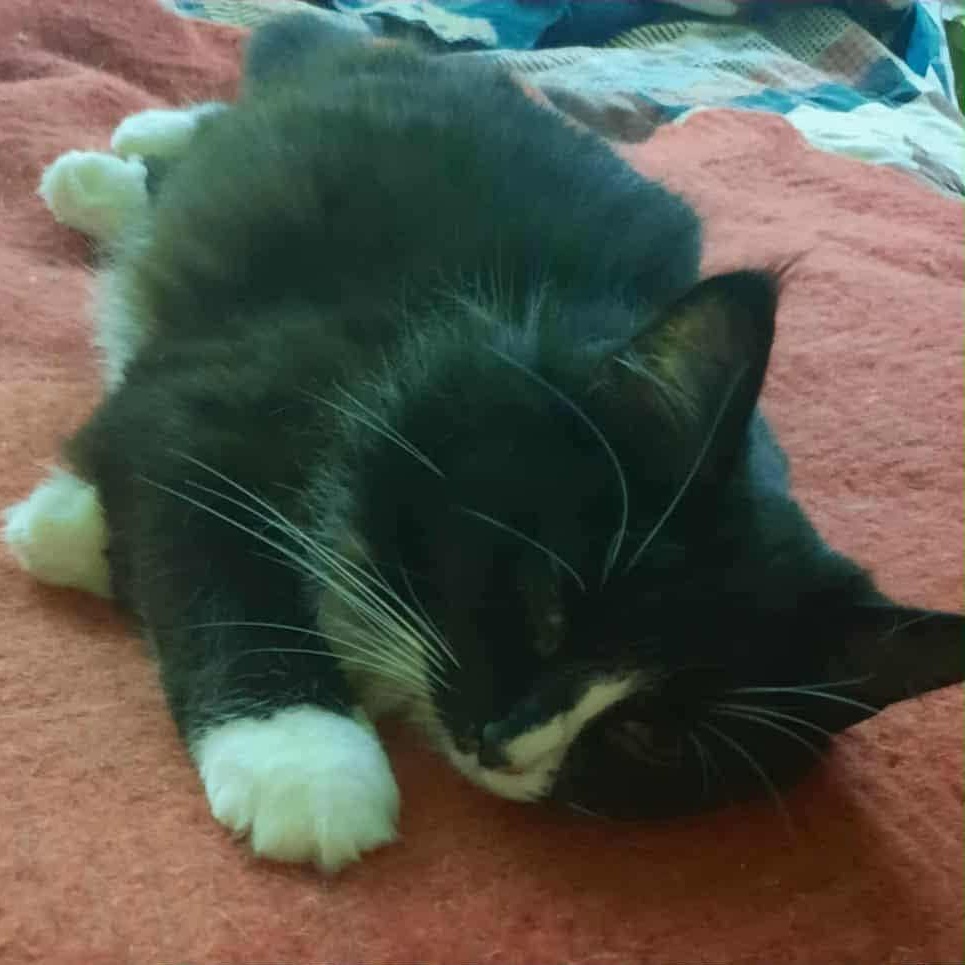 Enlarge Dakota, a Adoptable Domestic Medium Hair in Kirklin, IN image 3/6