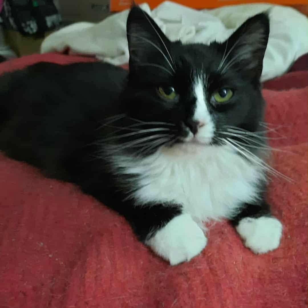 Enlarge Dakota, a Adoptable Domestic Medium Hair in Kirklin, IN image 2/6