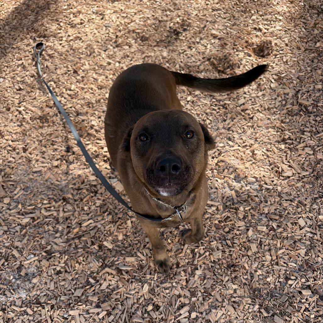 Enlarge Maverick, a Adoptable Mixed Breed in Jacksonville, FL image 1/3