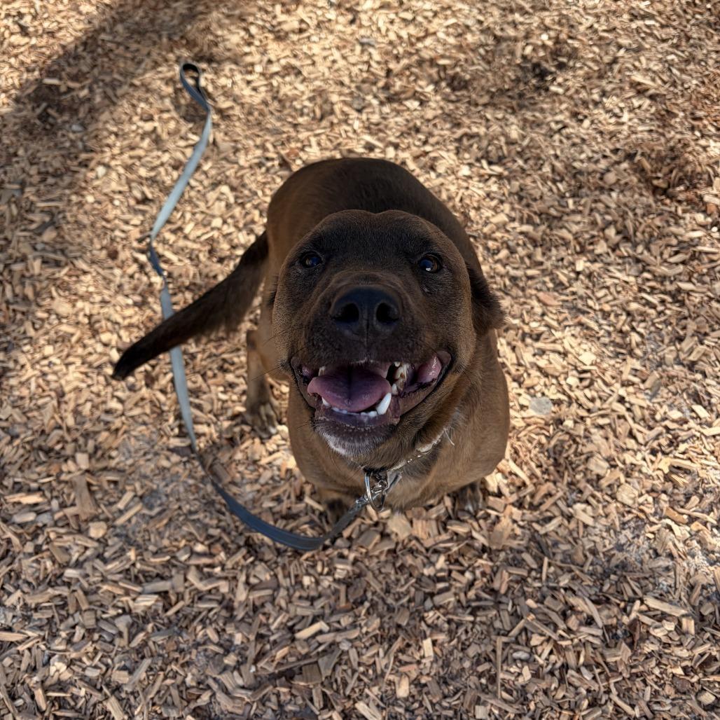 Enlarge Maverick, a Adoptable Mixed Breed in Jacksonville, FL image 3/3